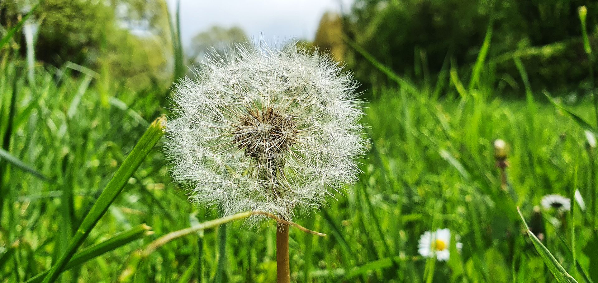 11th of May 2021. Dandelion.